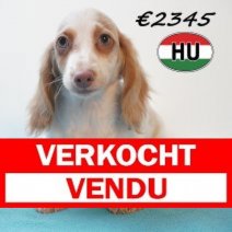 Teckel 30-01-2026 M (HU7760) 20-05-26 Verkocht - Vendu.jpg