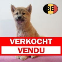 Shiba Inu 25-03-26 M (BE6670) 27-05-26 Verkocht - Vendu.jpg