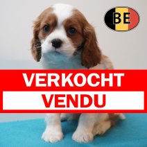 Cavalier King Charles 31-03-2026 M (BE0873) 27-05-26 verkocht - vendu.jpg