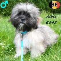 Lhasa Apso Albie 27-01-26 M(BE6007) 01-06-26.jpg