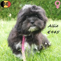 Lhasa Apso Allie 27-01-26 F(BE6036) 01-06-26.jpg