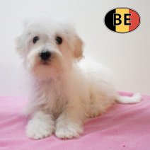 Schnoodle 01-03-2026 F (BE1273) 27-05-26.JPG