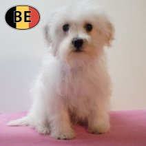 Schnoodle 01-03-2026 F (BE6082) 27-05-26.JPG