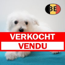 Schnoodle 01-03-2026 M (BE6087) 27-05-26 verkocht - vendu.jpg