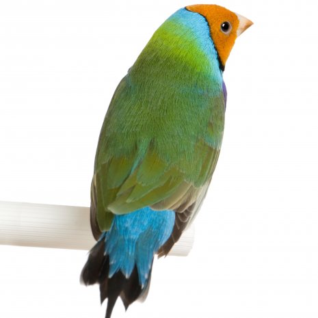 Diamant de Gould3
