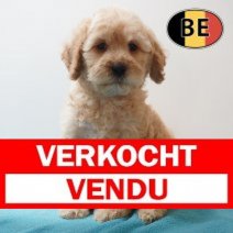 Cockapoo 31-03-26 M (BE6411) 29-05-26 Verkocht - Vendu.jpg