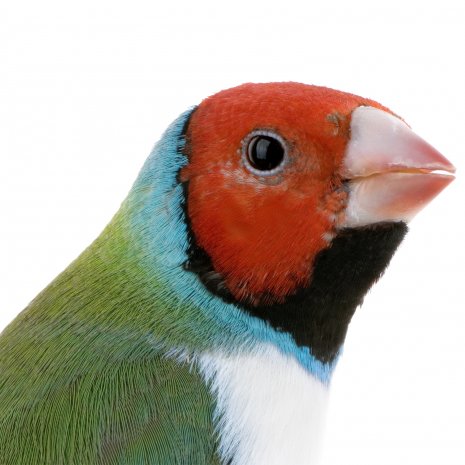 Diamant de Gould2