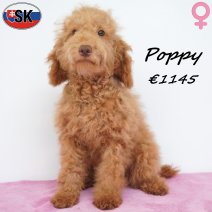 X Poedel Poppy 24-12-25 F(SK5442) 03-06-26.jpg