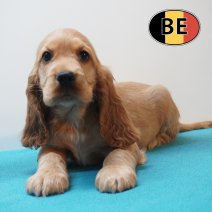 Engelse Cocker 09-04-2026 M (BE2062) 04-06-2026.JPG