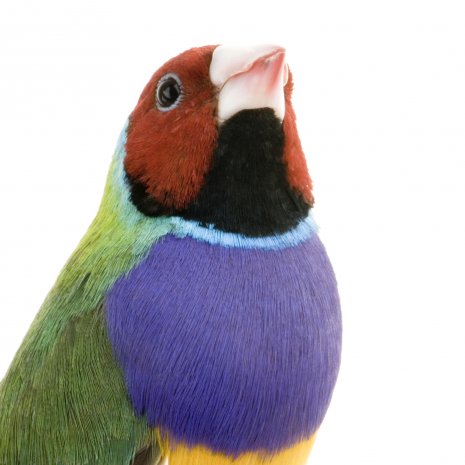 Diamant de Gould4