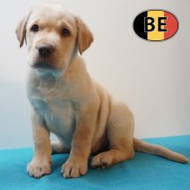 Labrador 02-04-2026 M (BE9046) 03-06-2026.JPG