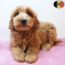 Cockapoo 30-03-26 F(BE6207) 03-06-26.jpg