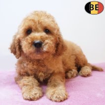 Cockapoo 30-03-26 F(BE6235) 03-06-26.jpg