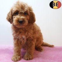 Cockapoo 30-03-26 F(BE6239) 03-06-26.jpg