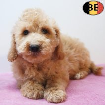 Cockapoo 30-03-26 F(BE6264) 03-06-26.jpg