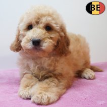 Cockapoo 30-03-26 F(BE6372) 03-06-26.jpg