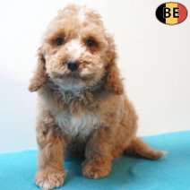 Cockapoo 30-03-26 M(BE6197) 03-06-26.jpg