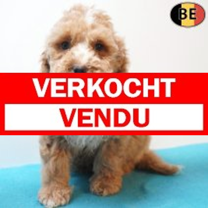Cockapoo 30-03-26 M(BE6197) 03-06-26.verkocht-vendu