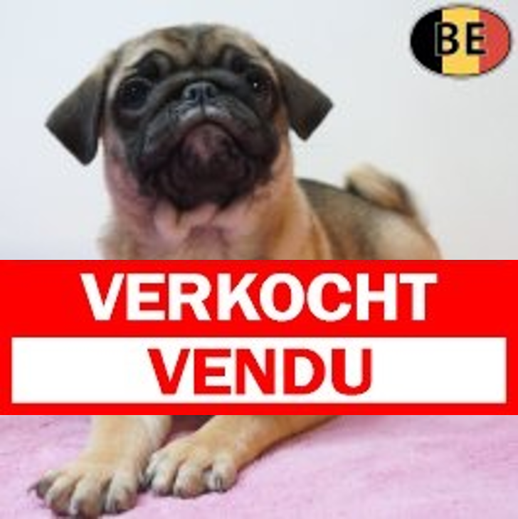 Mops 04-04-26 F(BE1367) 03-06-26.verkocht-vendu