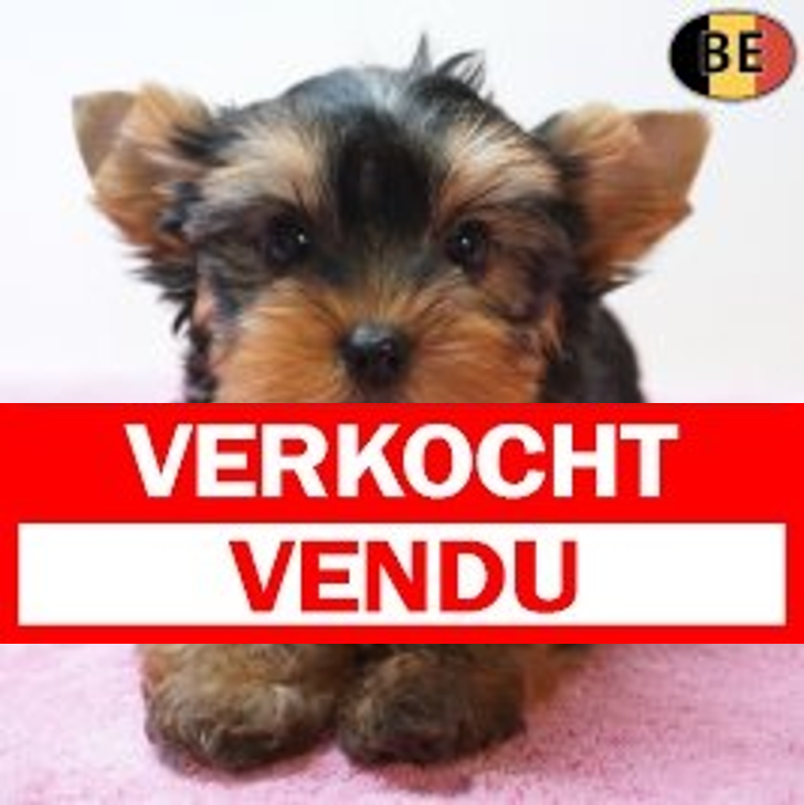 Yorkshire Terrier 04-04-26 F(BE1244) 03-06-26.verkocht-vendu