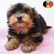 Yorkshire Terrier 04-04-26 F(BE1688) 03-06-26.jpg