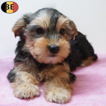 Yorkshire Terrier 04-04-26 F(BE2087) 03-06-26.jpg