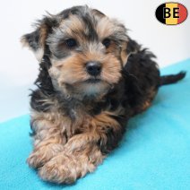 Yorkshire Terrier 04-04-26 M(BE1696) 03-06-26.jpg