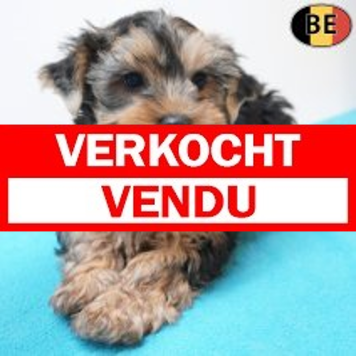Yorkshire Terrier 04-04-26 M(BE1696) 03-06-26.verkocht-vendu