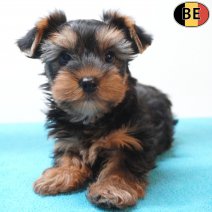 Yorkshire Terrier 04-04-26 M(BE4052) 03-06-26.jpg