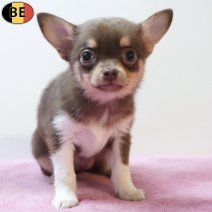 Chihuahua 04-04-26 F(BE1743) 03-06-26.jpg