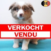 Miniature American Shepherd 09-03-26 M(BE3977) 15-05-26 verkocht - vendu.jpg