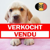 Labrador 02-04-2026 V (BE9058) 03-06-2026 verkocht - vendu.jpg