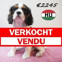 Cavalier King Charles 01-02-2026 F (HU7751) 20-05-26 verkocht - vendu.jpg