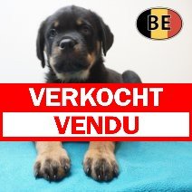 Rottweiler 19-03-26 M (BE8523) 22-05-26 verkocht - vendu.jpg