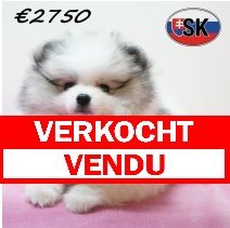 Keesje 29-12-25 F (SK4256) 24-04-26 verkocht - vendu.jpg