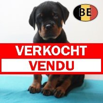 Rottweiler 19-03-26 M (BE7934) 22-05-26 verkocht - vendu.jpg