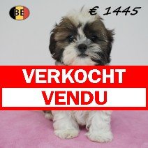 shih tzu 11-03-26 F(BE6609) 23-05-26 verkocht - vendu.jpg