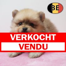 Keesje 01-04-26 F (BE6225) 290526 verkocht - vendu.jpg