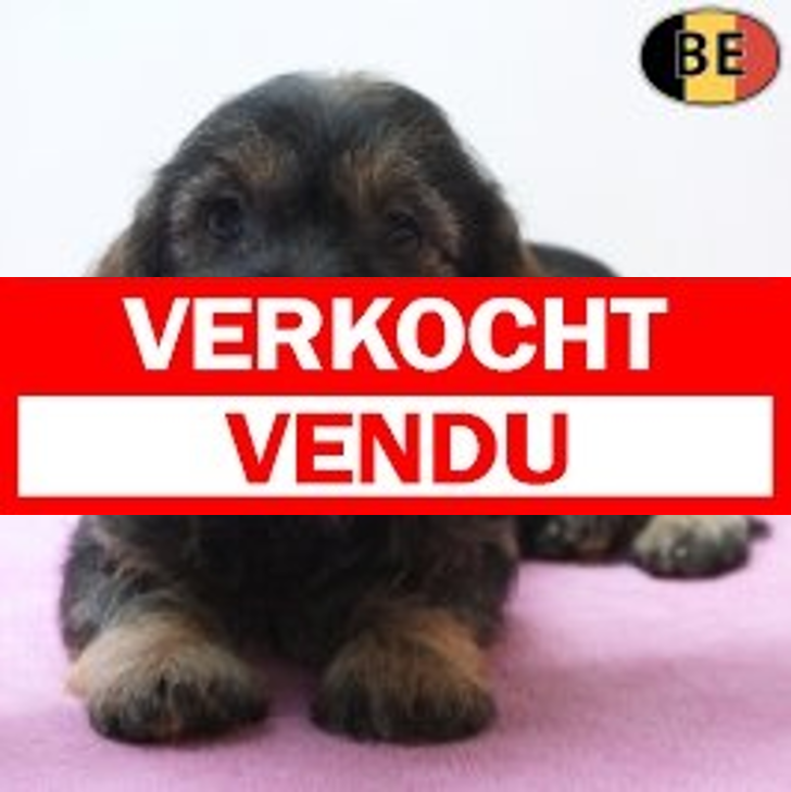 Teckel Ruwhaar 05-04-26 F(BE6424) 06-06-26.verkocht-vendu