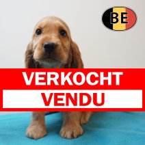 Engelse Cocker 09-04-2026 M (BE3922) 03-06-2026 verkocht - vendu.jpg