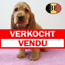 Engelse Cocker 09-04-2026 V (BE0814) 03-06-2026 verkocht - vendu.jpg