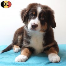 Miniature American Shepherd 15-03-26 M(BE3987) 07-06-26.jpg