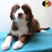 Miniature American Shepherd 15-03-26 M(BE4001) 07-06-26.jpg