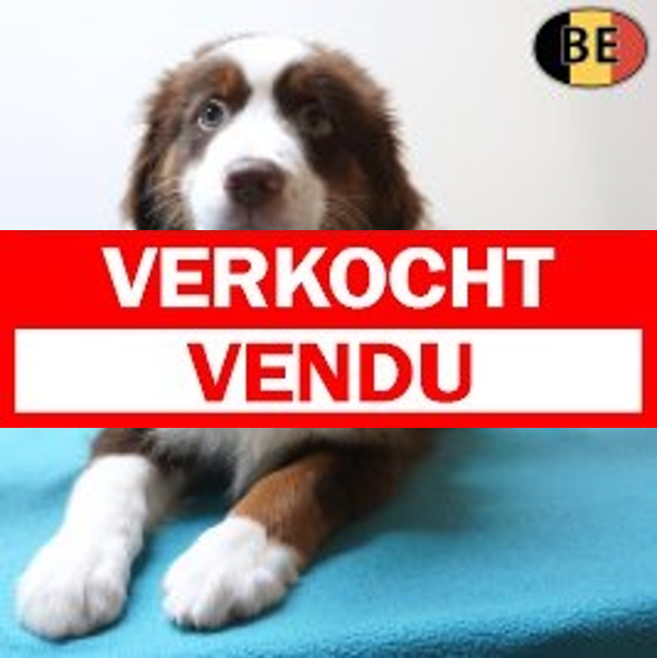 Miniature American Shepherd 15-03-26 M(BE4001) 07-06-26.verkocht-vendu
