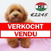 Poedel 24-01-2026 F (HU8832) 21-05-26 verkocht - vendu.jpg