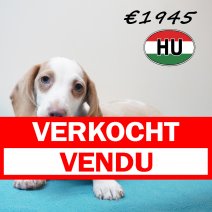 Teckel 30-01-2026 M (HU7758) 200526 verkocht - vendu.jpg