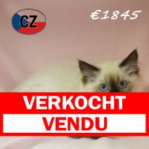 Ragdoll 31-01-26 F (CZ6764) 270526 verkocht - vendu.jpg