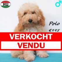 X Poedel Polo 30-12-25 M(HU2571) 03-06-26 verkocht - vendu.jpg