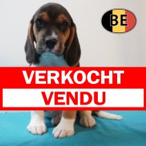 Beagle 30-03-26 M (BE6645) 270526 verkocht - vendu.jpg