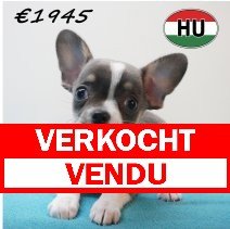 Chihuahua 02-02-2026 M (HU7793) 20-05-26 verkocht - vendu.jpg